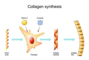 Collagen Synthesis