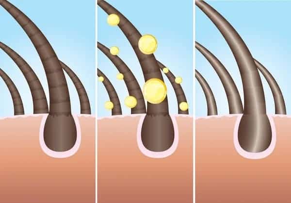hair follicle growth