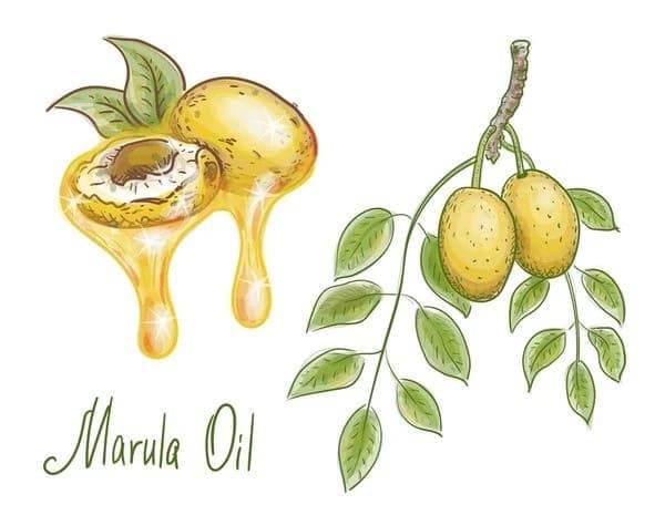 Marula Oil For Hair marula oil for hair growth