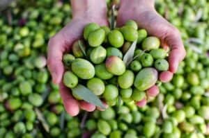 olives held in hands