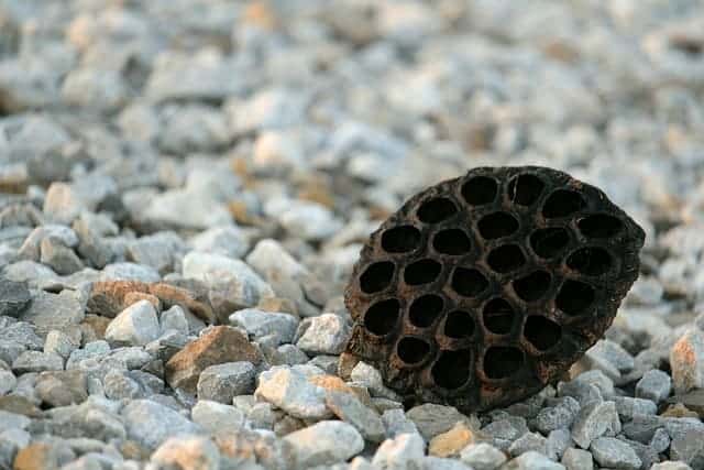 Hair Transplant Holes and Trypophobia trypophobia image with pod